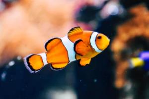 欧洲篮球联赛雅各布威利,一场充满激情与智慧的对决欧洲篮球联赛雅各布威利